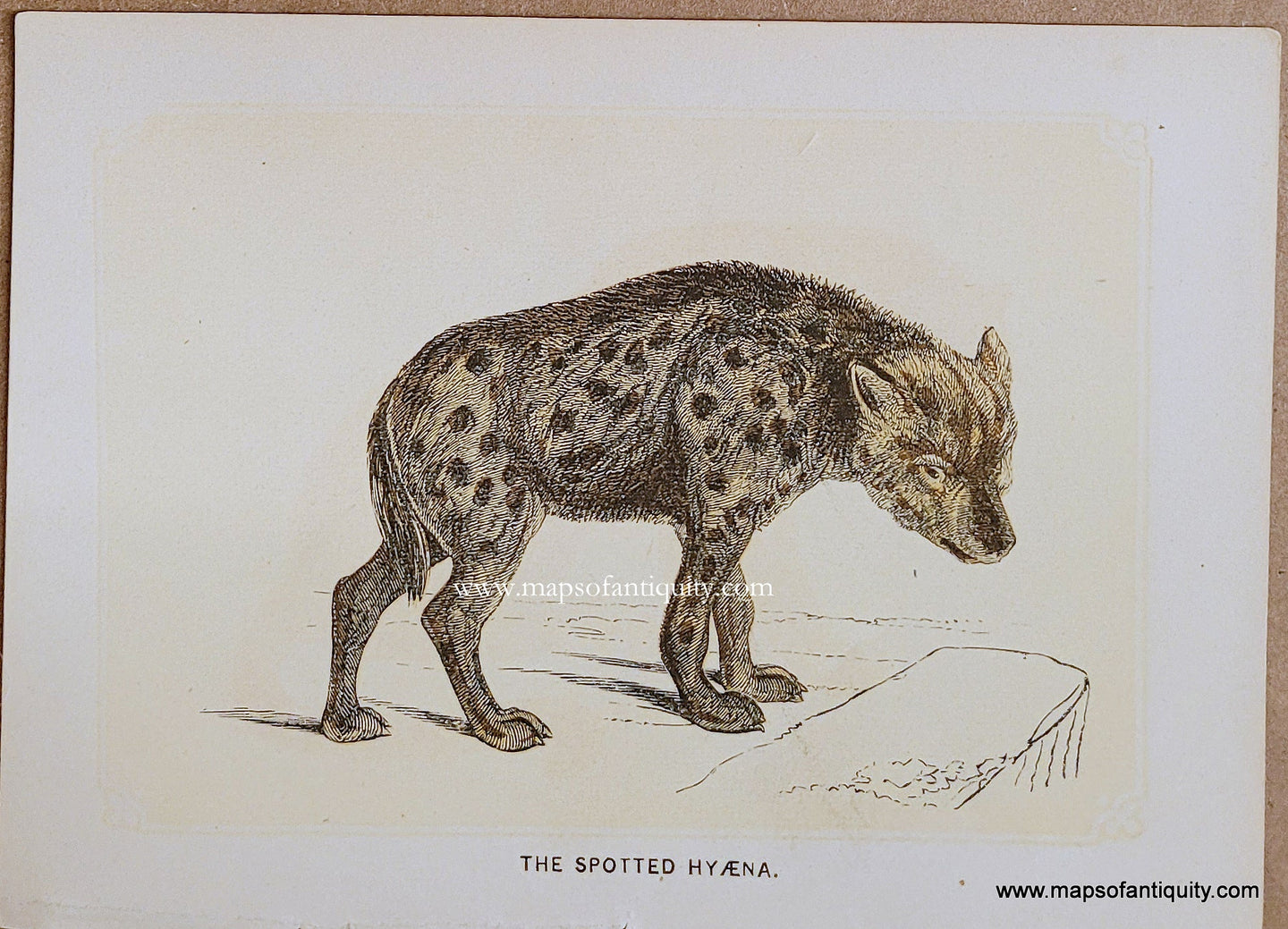 Genuine-Antique-Print-The-Spotted-Hyaena-1850s-Tallis-Maps-Of-Antiquity