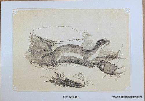 Genuine-Antique-Print-The-Weasel-1850s-Tallis-Maps-Of-Antiquity