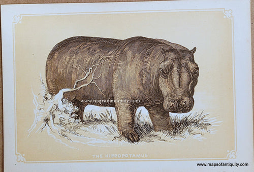 Genuine-Antique-Print-The-Hippopotamus-1850s-Tallis-Maps-Of-Antiquity
