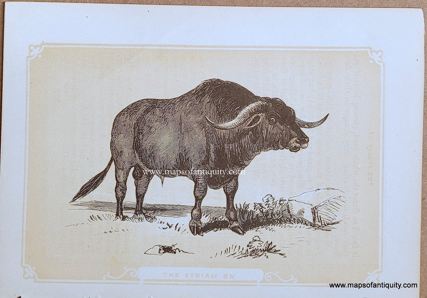 Genuine-Antique-Print-The-Syrian-Ox-1850s-Tallis-Maps-Of-Antiquity