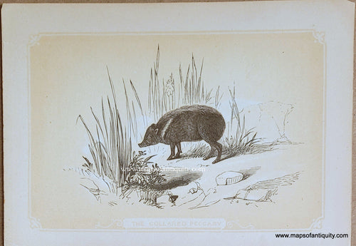 Genuine-Antique-Print-The-Collared-Peccary-1850s-Tallis-Maps-Of-Antiquity