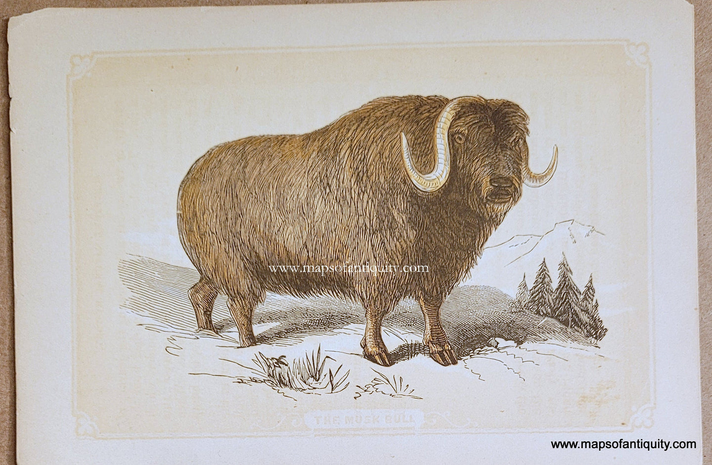 Genuine-Antique-Print-The-Musk-Bull-1850s-Tallis-Maps-Of-Antiquity