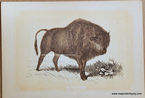 Genuine-Antique-Print-The-Bison-1850s-Tallis-Maps-Of-Antiquity