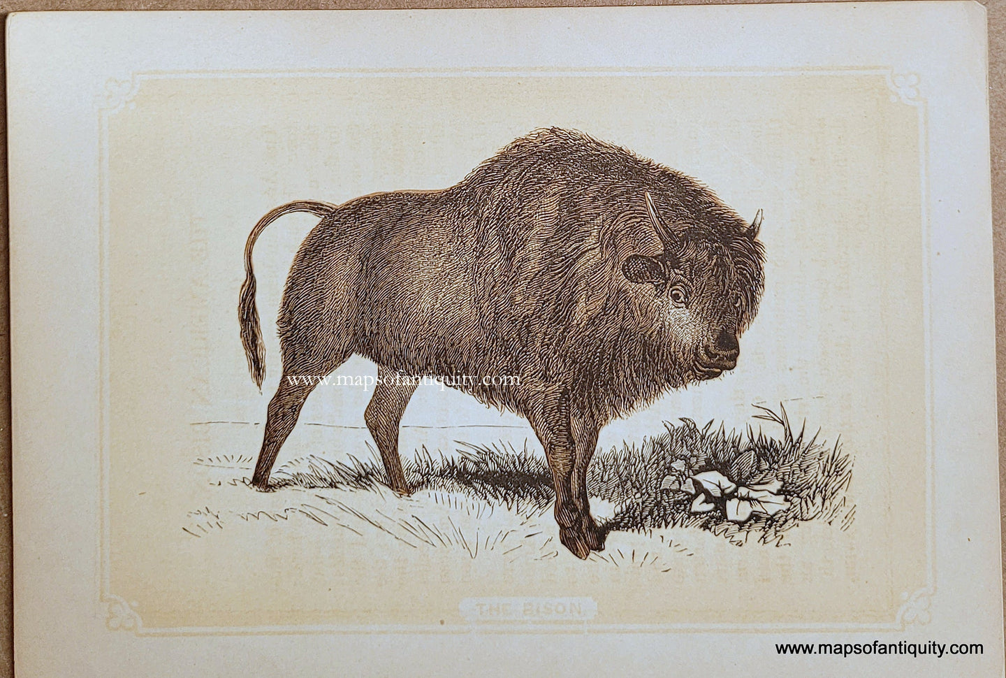 Genuine-Antique-Print-The-Bison-1850s-Tallis-Maps-Of-Antiquity