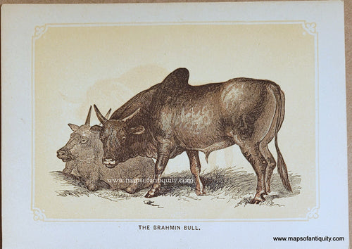 Genuine-Antique-Print-The-Brahmin-Bull-1850s-Tallis-Maps-Of-Antiquity