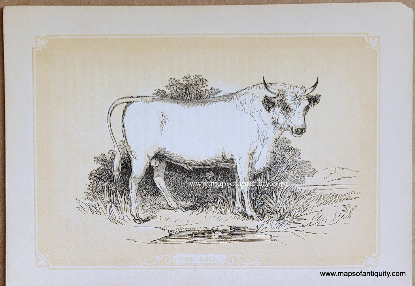 Genuine-Antique-Print-The-Bull-1850s-Tallis-Maps-Of-Antiquity