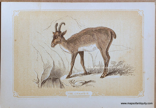 Genuine-Antique-Print-The-Chamois-1850s-Tallis-Maps-Of-Antiquity