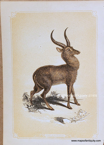 Genuine-Antique-Print-The-Antelope-1850s-Tallis-Maps-Of-Antiquity