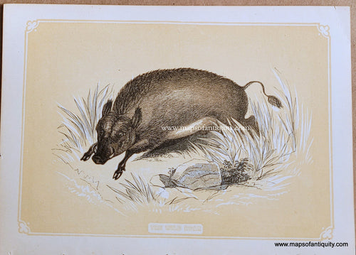Genuine-Antique-Print-The-Wild-Boar-1850s-Tallis-Maps-Of-Antiquity