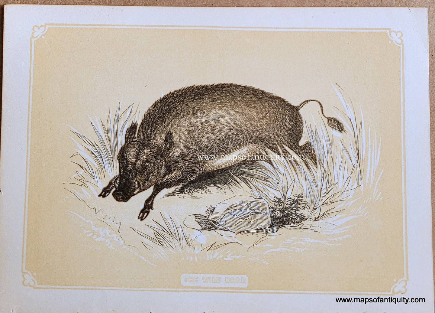 Genuine-Antique-Print-The-Wild-Boar-1850s-Tallis-Maps-Of-Antiquity
