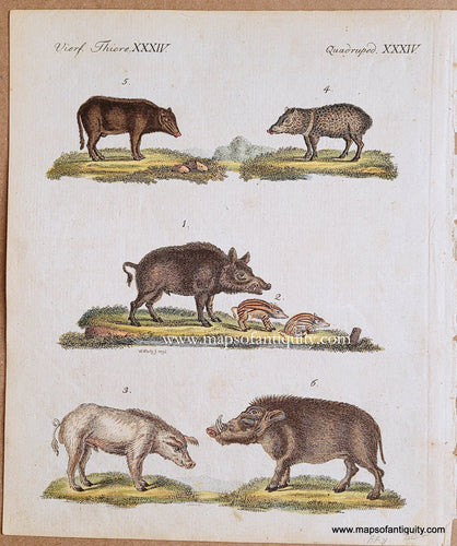 Genuine-Antique-Print-Quadruped-XXXIV-(Boars)-1790-Bertuch-Maps-Of-Antiquity