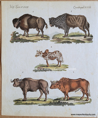 Genuine-Antique-Print-Quadruped-XXVII-(Bison-and-Buffalo)-1790-Bertuch-Maps-Of-Antiquity