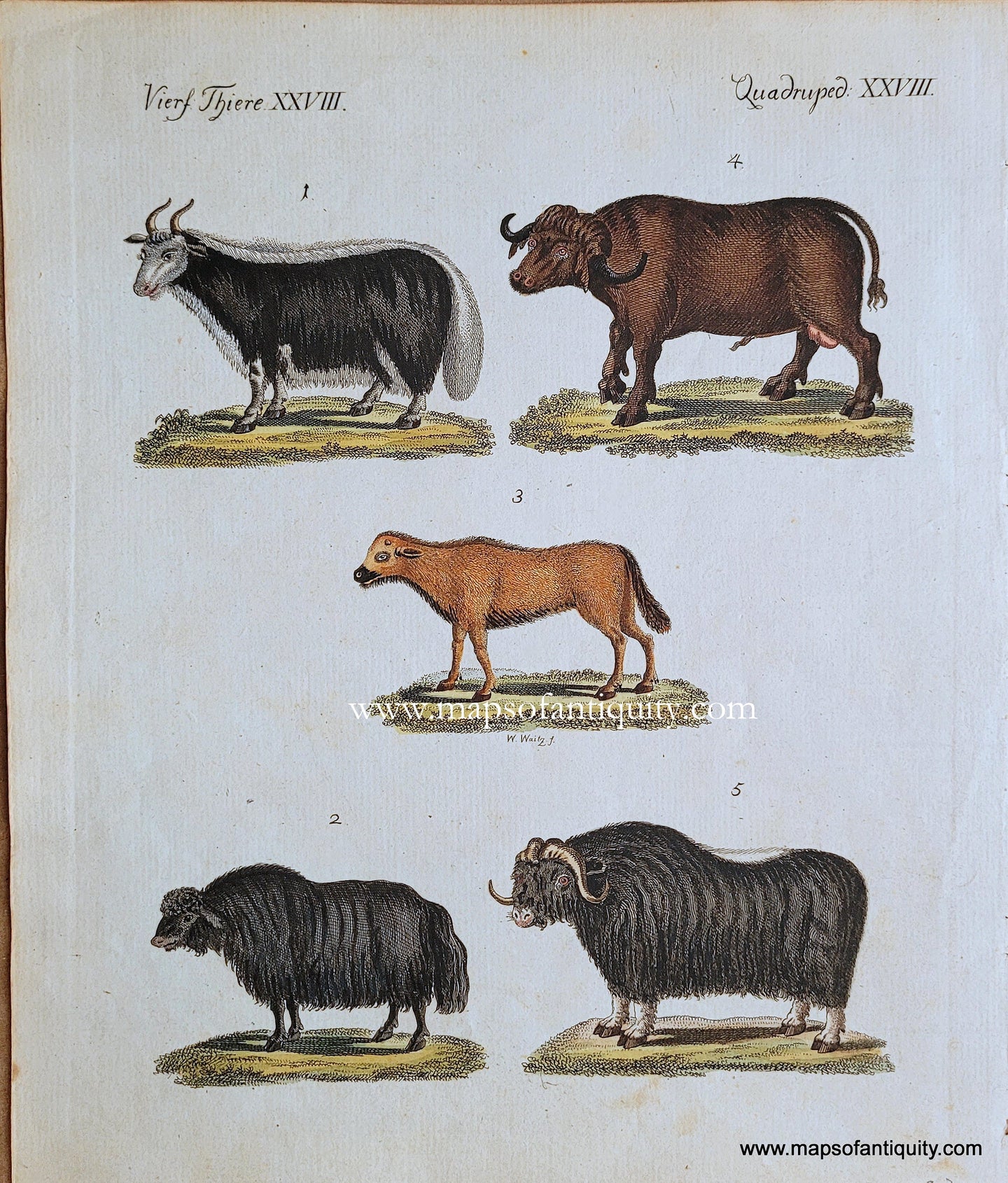 Genuine-Antique-Print-Quadruped-XXVIII-(Buffalo-and-Yaks)-1790-Bertuch-Maps-Of-Antiquity