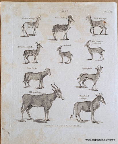 Genuine-Antique-Print-Capra-1805-British-Encyclopaedia-Maps-Of-Antiquity