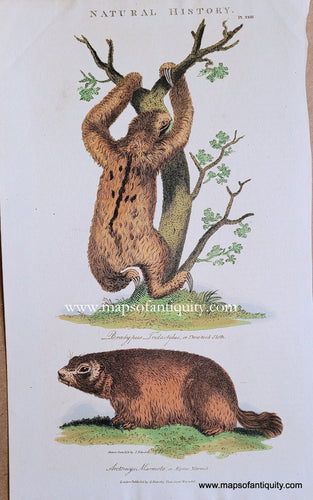 Genuine-Antique-Print-Three-Toed-Sloth-And-Alpine-Marmot-1806-Edwards-Good-Maps-Of-Antiquity