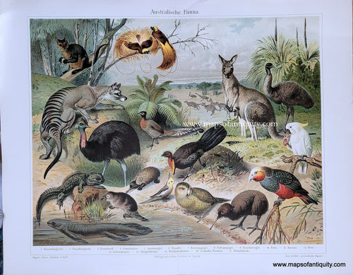 Genuine-Antique-Print-Australische-Fauna-1900-Meyers-Maps-Of-Antiquity