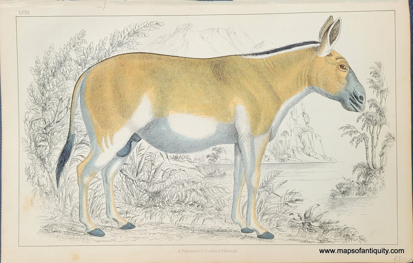 Genuine-Antique-Print-Donkey-1850-Fullarton-Maps-Of-Antiquity
