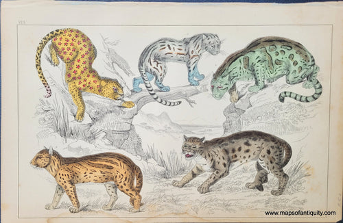 Genuine-Antique-Print-Leopards-and-other-big-cats-1850-Fullarton-Maps-Of-Antiquity