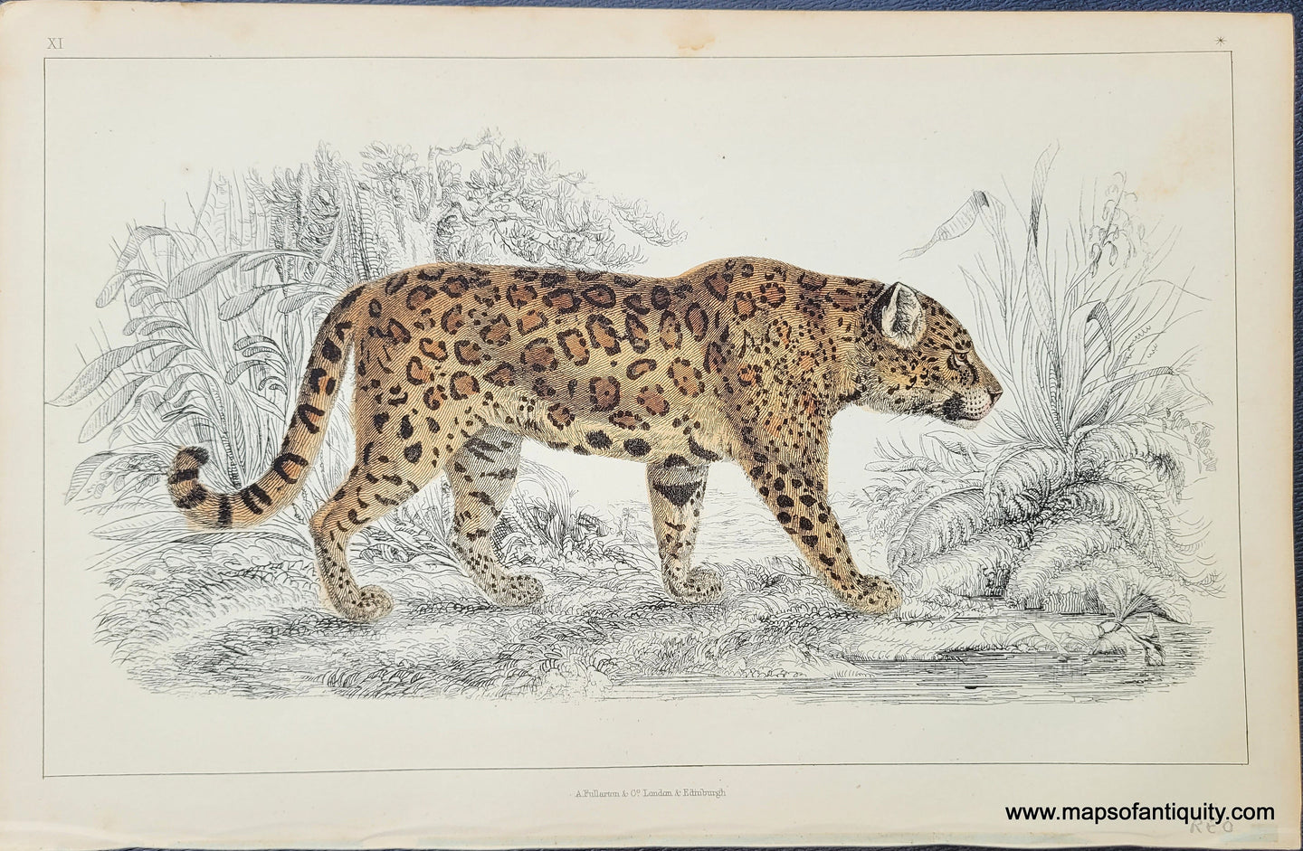 Genuine-Antique-Print-Leopard-1850-Fullarton-Maps-Of-Antiquity