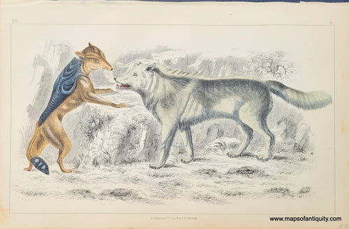 Genuine-Antique-Print-Wolves-1850-Fullarton-Maps-Of-Antiquity