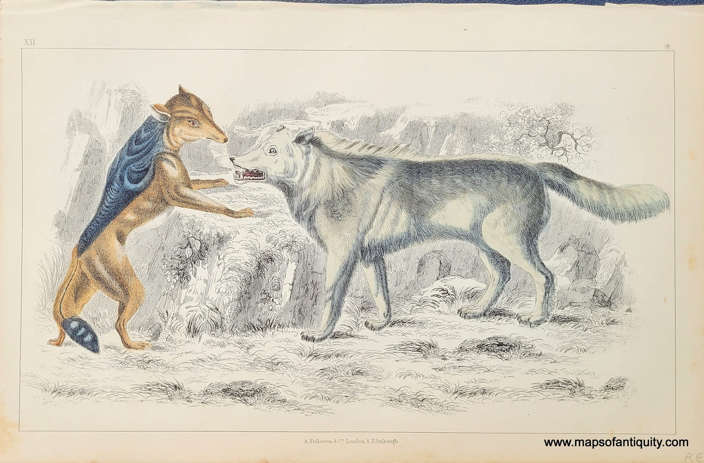 Genuine-Antique-Print-Wolves-1850-Fullarton-Maps-Of-Antiquity