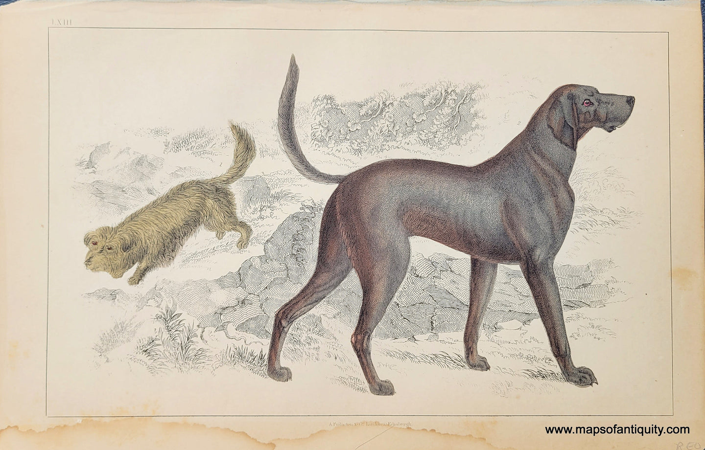 Genuine-Antique-Print-Dogs---Skye-Terrier-and-Bloodhound-1850-Fullarton-Maps-Of-Antiquity