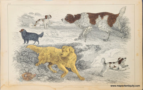 Genuine-Antique-Print-Dogs---English-Setter---Old-English-Setter---Cocker---King-Charles-Cocker---Golden-Retriever?-1850-Fullarton-Maps-Of-Antiquity