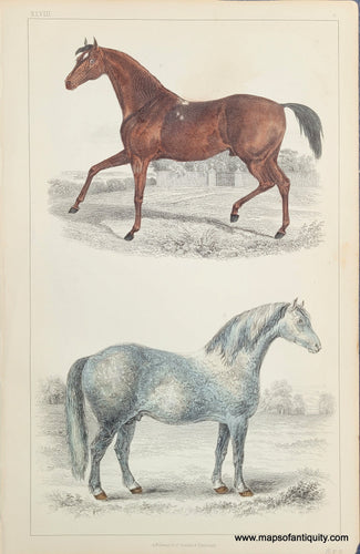 Genuine-Antique-Print-Horses-1850-Fullarton-Maps-Of-Antiquity