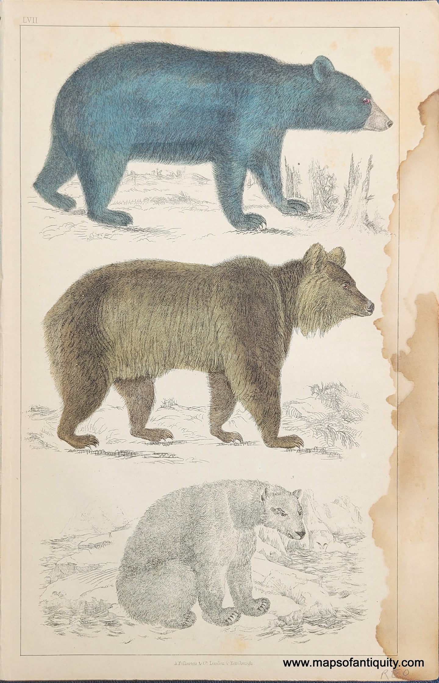 Genuine-Antique-Print-Bears-1850-Fullarton-Maps-Of-Antiquity