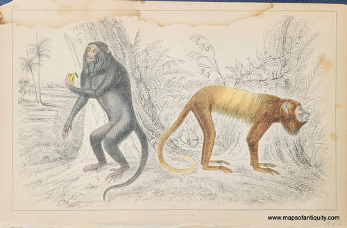 Genuine-Antique-Print-Monkeys-1850-Fullarton-Maps-Of-Antiquity