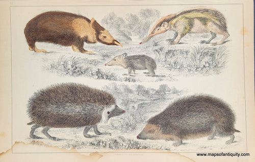 Genuine-Antique-Print-Hedgehogs-1850-Fullarton-Maps-Of-Antiquity
