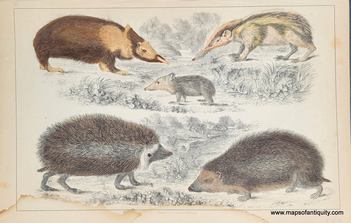 Genuine-Antique-Print-Hedgehogs-1850-Fullarton-Maps-Of-Antiquity