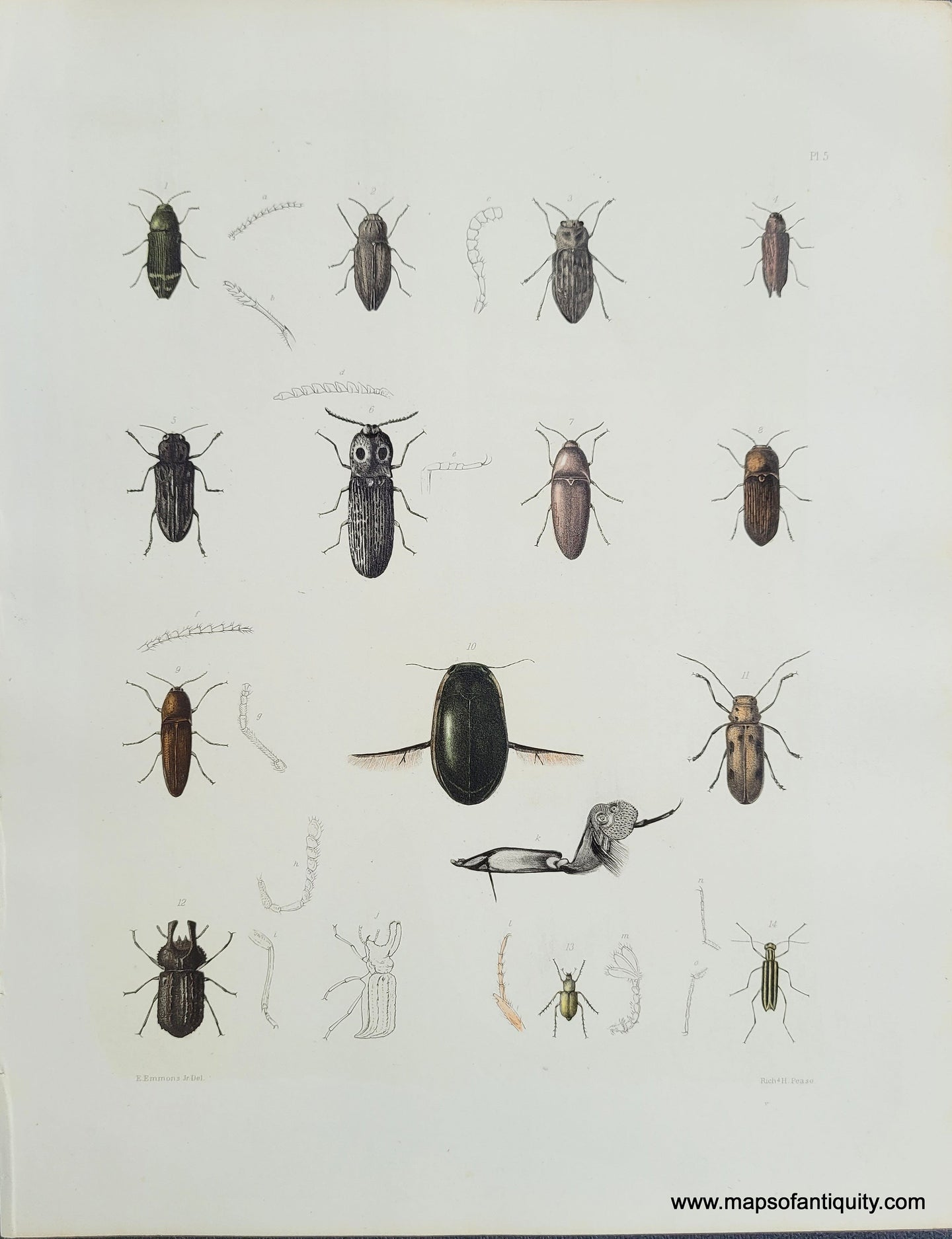 Genuine-Antique-Print-Beetles-1854-Pease-Maps-Of-Antiquity