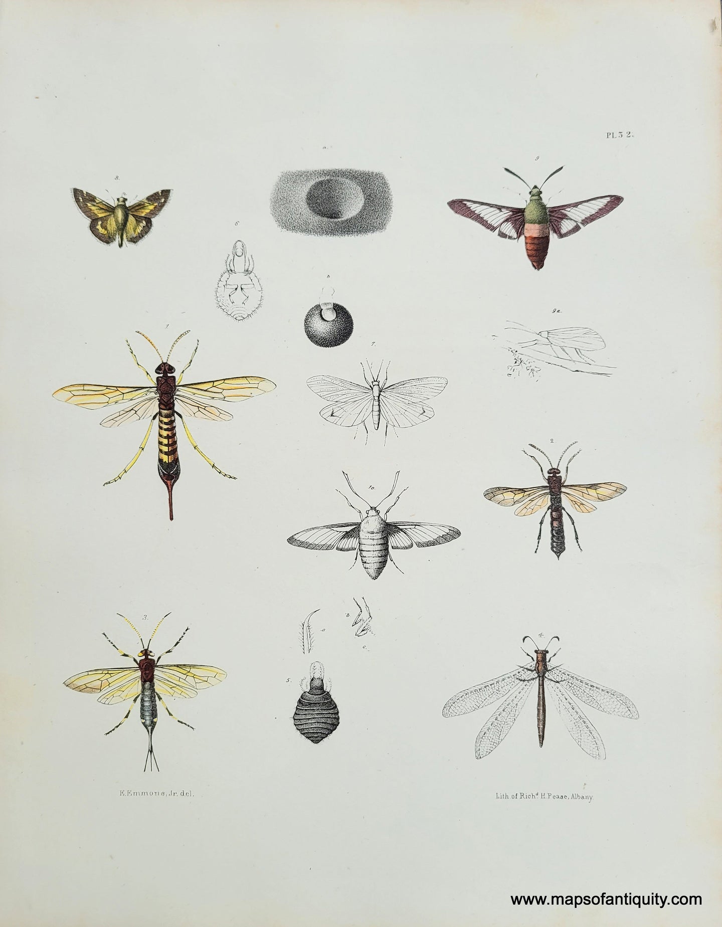 Genuine-Antique-Print-Insects-1854-Pease-Maps-Of-Antiquity