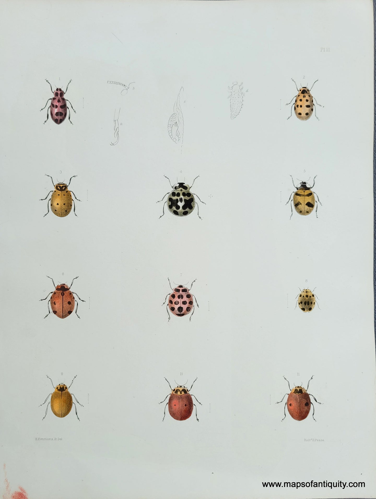 Genuine-Antique-Print-Spotted-Beetles---Ladybugs?-1854-Pease-Maps-Of-Antiquity