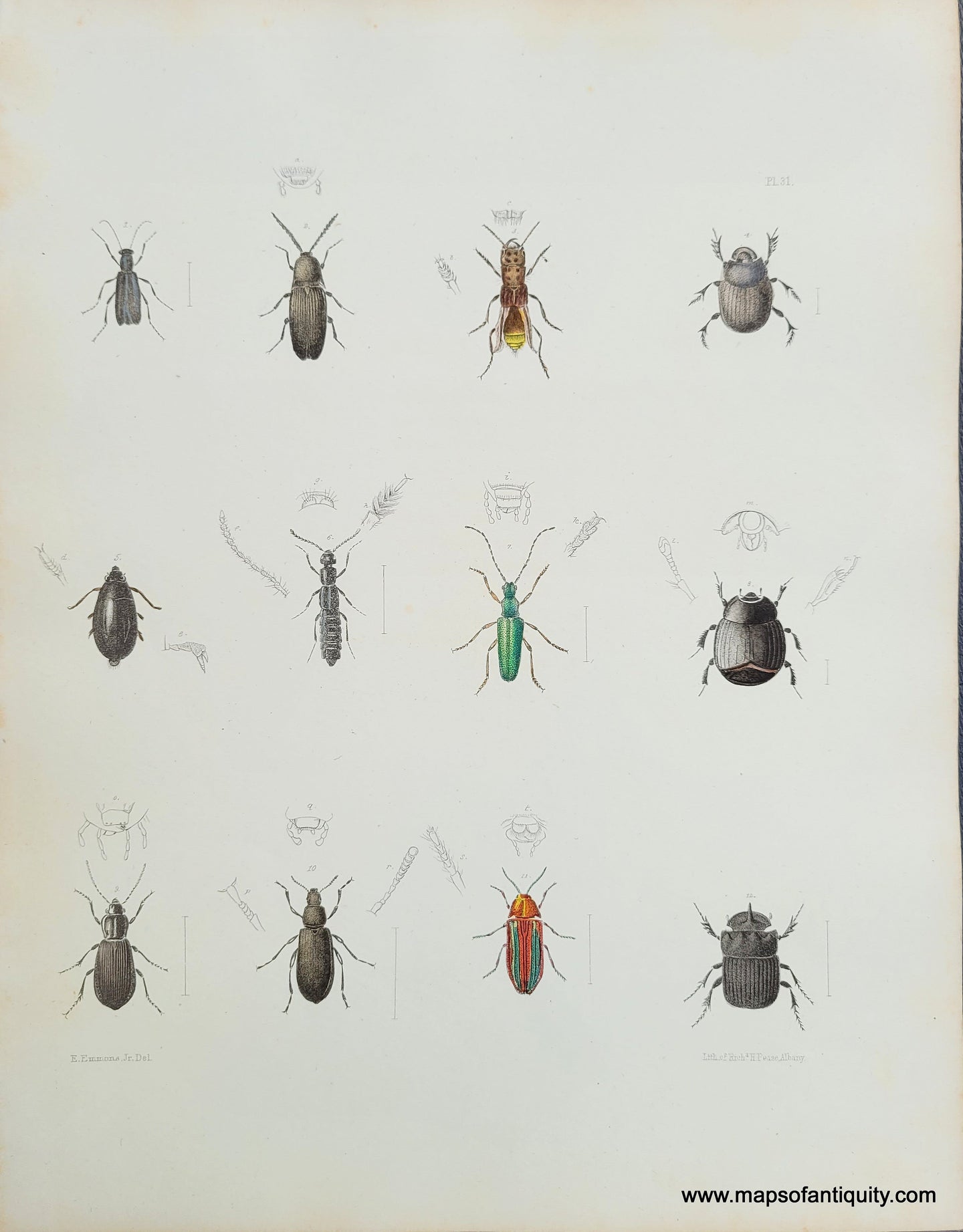 Genuine-Antique-Print-Beetles-1854-Pease-Maps-Of-Antiquity