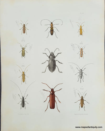 Genuine-Antique-Print-Beetles-1854-Pease-Maps-Of-Antiquity