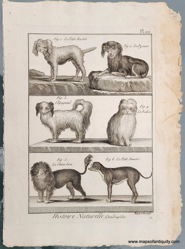 Genuine-Antique-Print-Antique-Dog-Print-1800-Benard-Direxit-Maps-Of-Antiquity