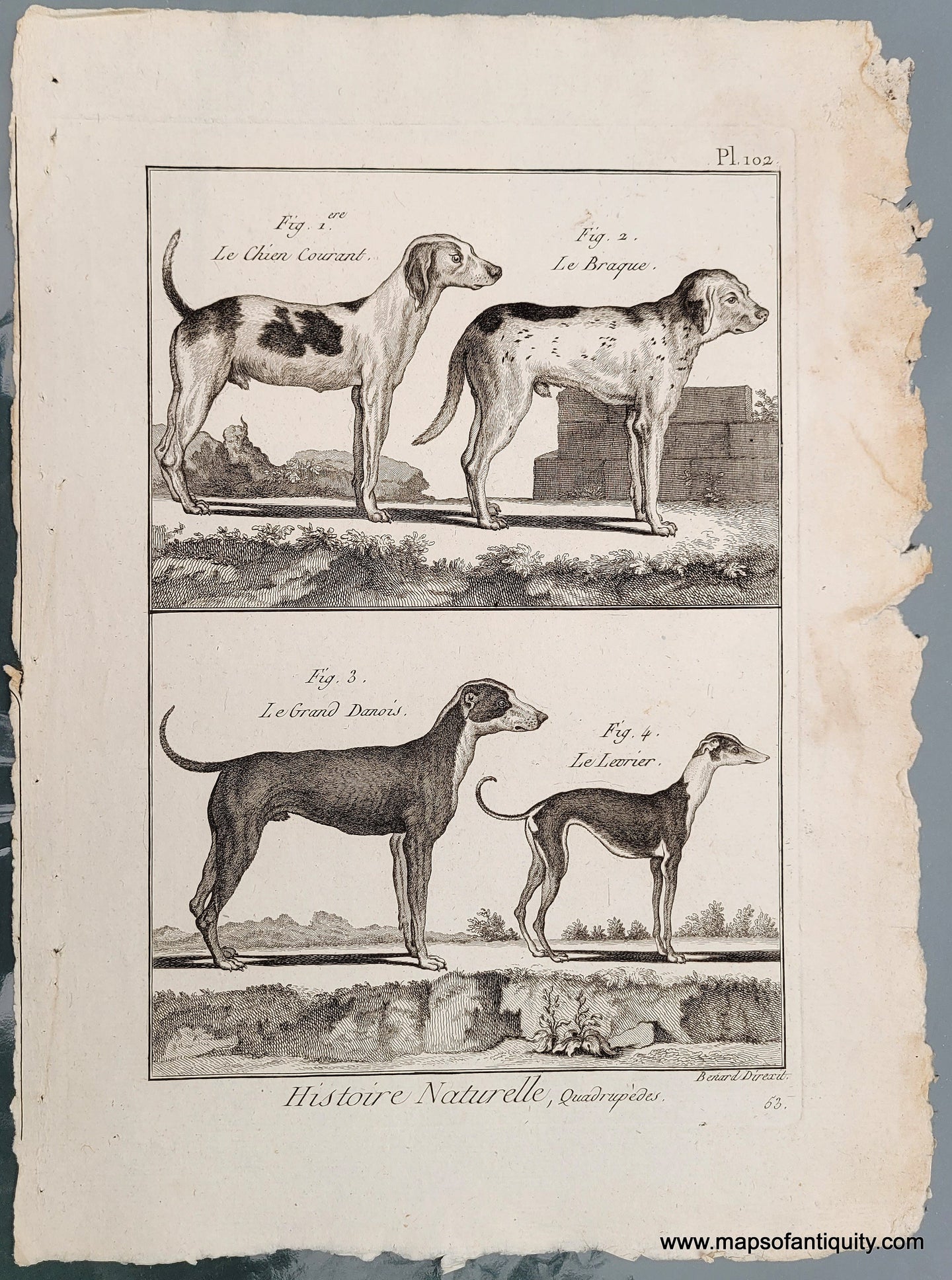 Genuine-Antique-Print-Antique-Dog-Print-1800-Benard-Direxit-Maps-Of-Antiquity