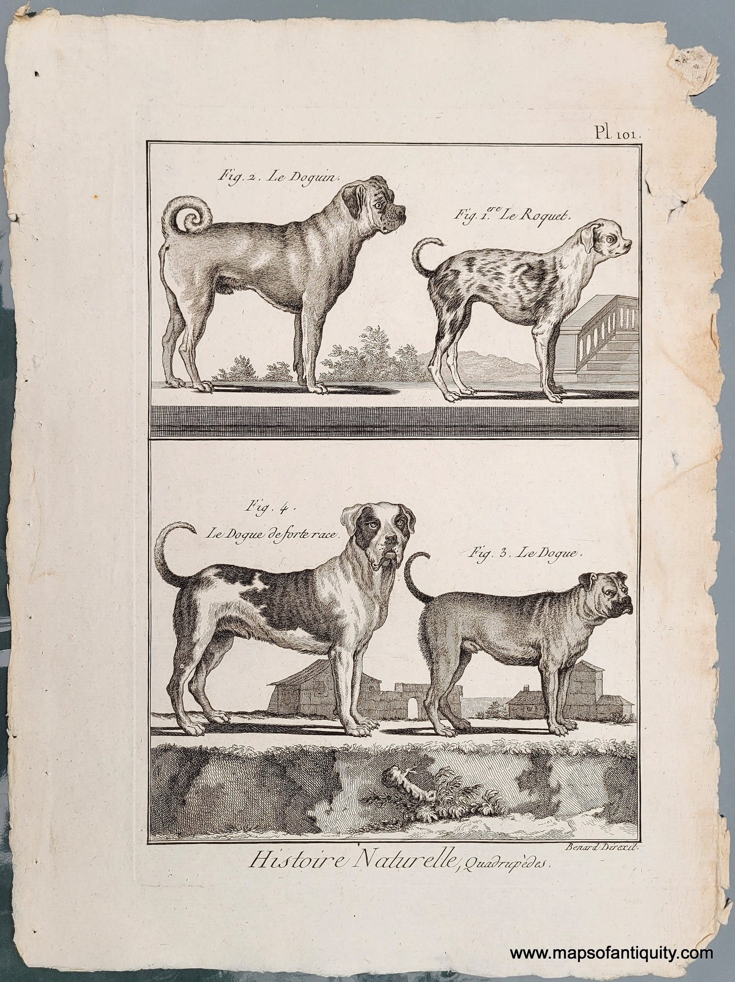 Genuine-Antique-Print-Antique-Dog-Print-1800-Benard-Direxit-Maps-Of-Antiquity