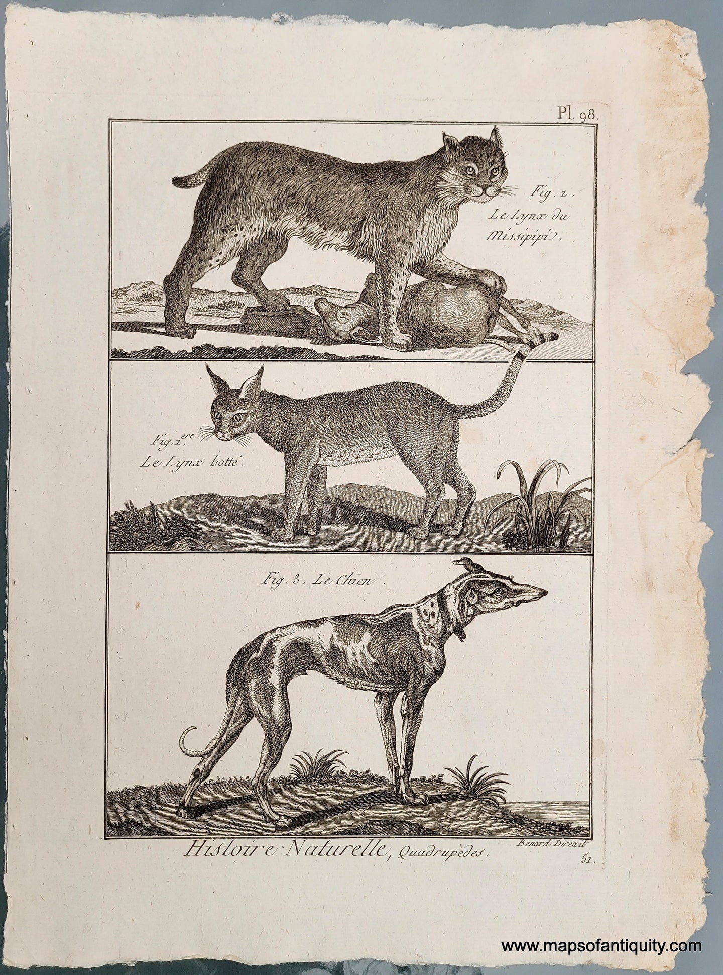 Genuine-Antique-Print-Antique-Large-Cats-and-Dog-Print-1800-Benard-Direxit-Maps-Of-Antiquity