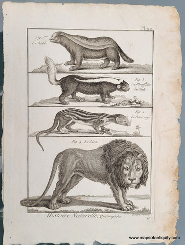 Genuine-Antique-Print-Antique-Print-of-Badger-Skunks-and-a-Lion-1800-Benard-Direxit-Maps-Of-Antiquity