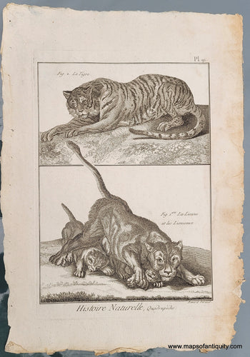 Genuine-Antique-Print-Antique-Print-of-Lions-and-Tiger-1800-Benard-Direxit-Maps-Of-Antiquity