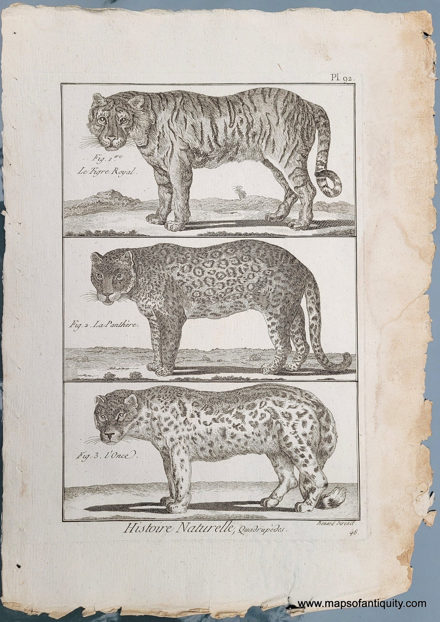 Genuine-Antique-Print-Antique-Print-of-a-Tiger-and-two-large-spotted-cats-1800-Benard-Direxit-Maps-Of-Antiquity