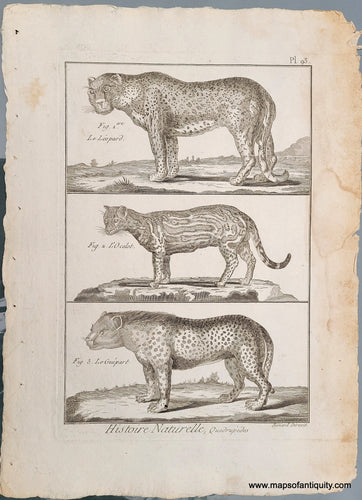 Genuine-Antique-Print-Antique-Print-of-a-Leopard-Ocelot-and-Cheetah-1800-Benard-Direxit-Maps-Of-Antiquity