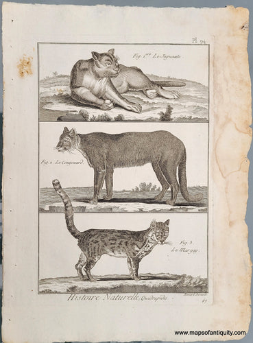 Genuine-Antique-Print-Antique-Print-of-a-Jaguar-Cougar-and-Margay-1800-Benard-Direxit-Maps-Of-Antiquity