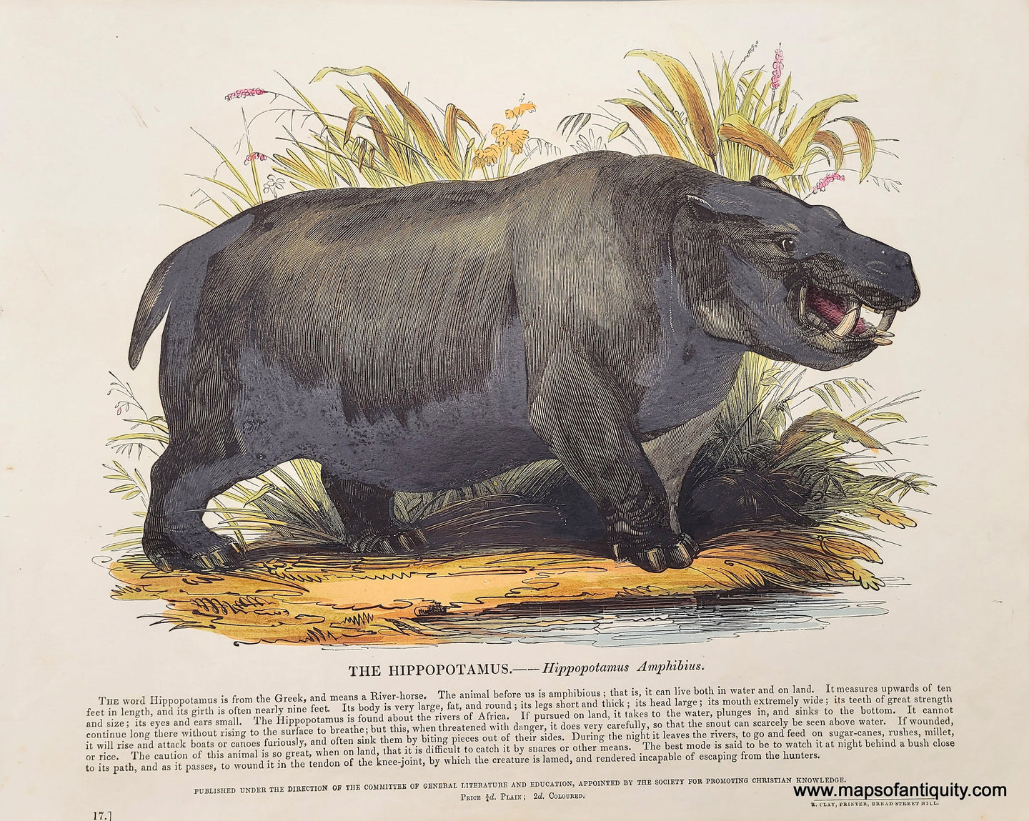 Genuine-Antique-Print-The-Hippopotamus-1845-Whimper-Maps-Of-Antiquity