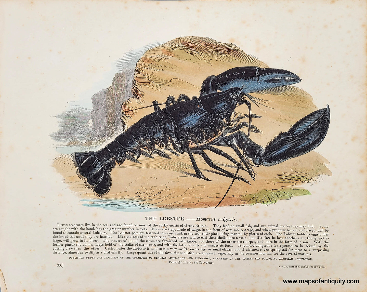 Genuine-Antique-Print-The-Lobster-1845-Whimper-Maps-Of-Antiquity