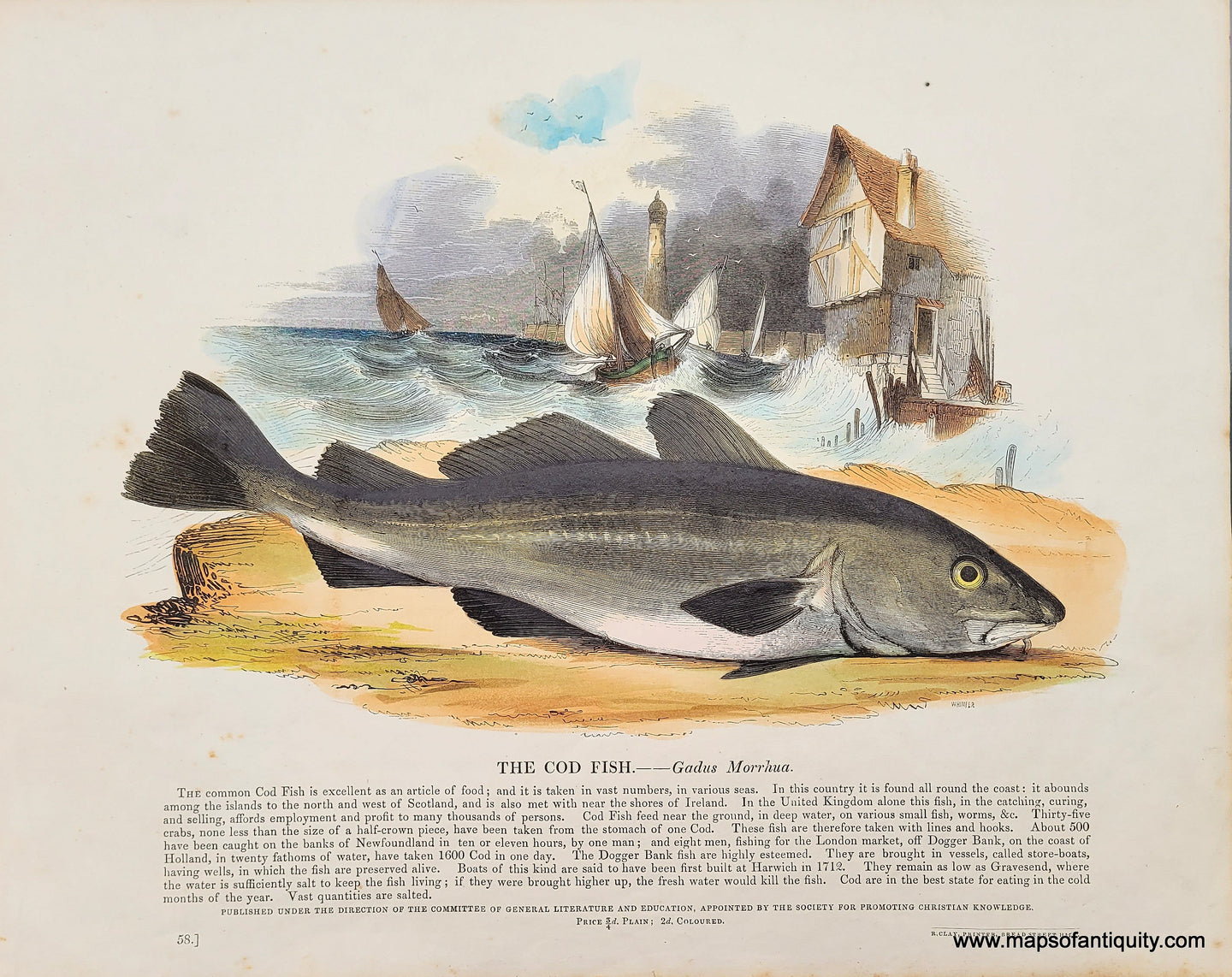 Genuine-Antique-Print-The-Cod-Fish-1845-Whimper-Maps-Of-Antiquity