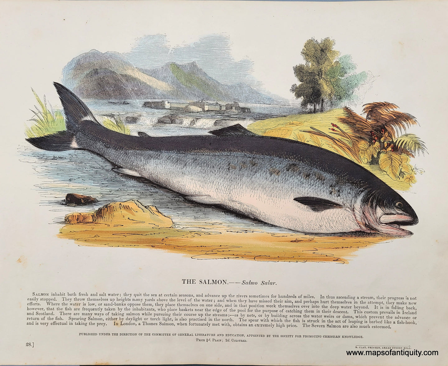 Genuine-Antique-Print-The-Salmon-1845-Whimper-Maps-Of-Antiquity